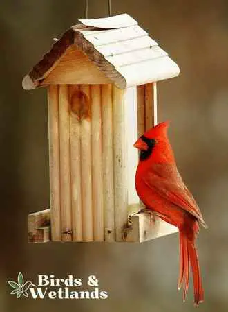 Keep the birdhouse clean