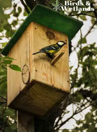 attract birds to a birdhouse