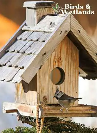 birds food birdhouses