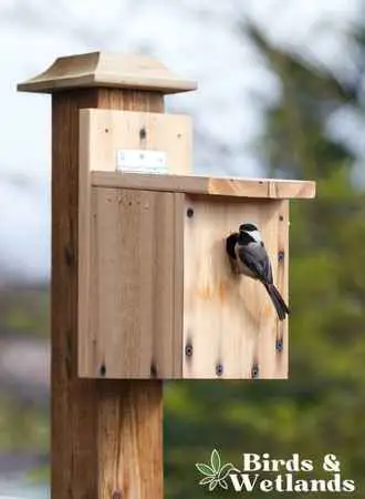 birds use birdhouses