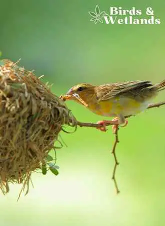 nesting materials of garden birds