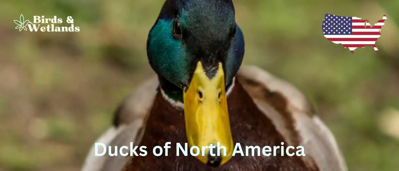 Ducks of North America: A Quick Guide to Species and Habitats
