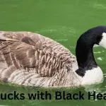 Bold and Beautiful: Exploring the World of Ducks with Black Heads