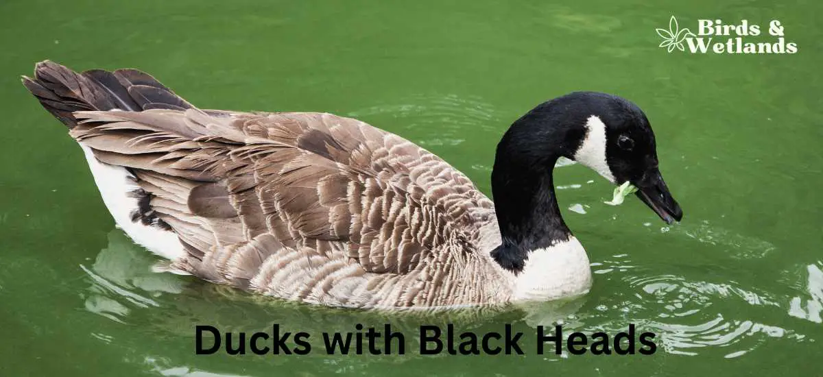 Ducks with Black Heads