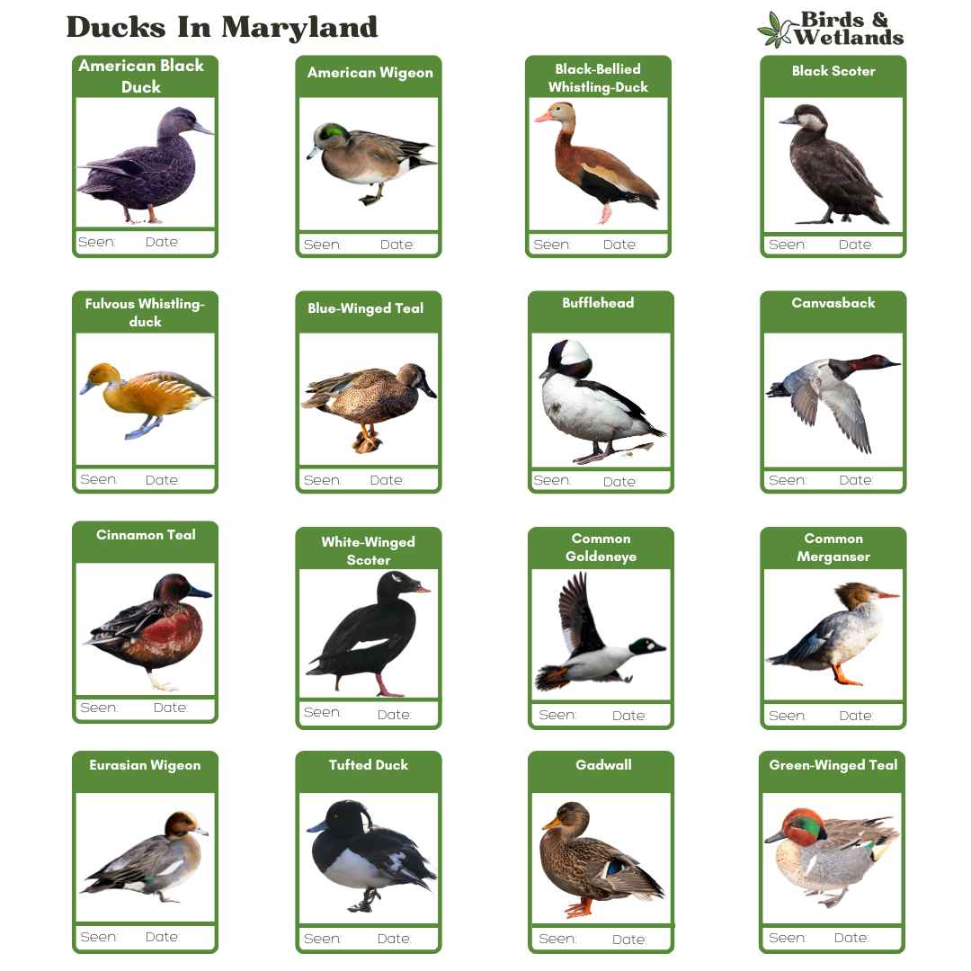 Quacktastic Variety A Guide to the 37 Different Ducks In Maryland