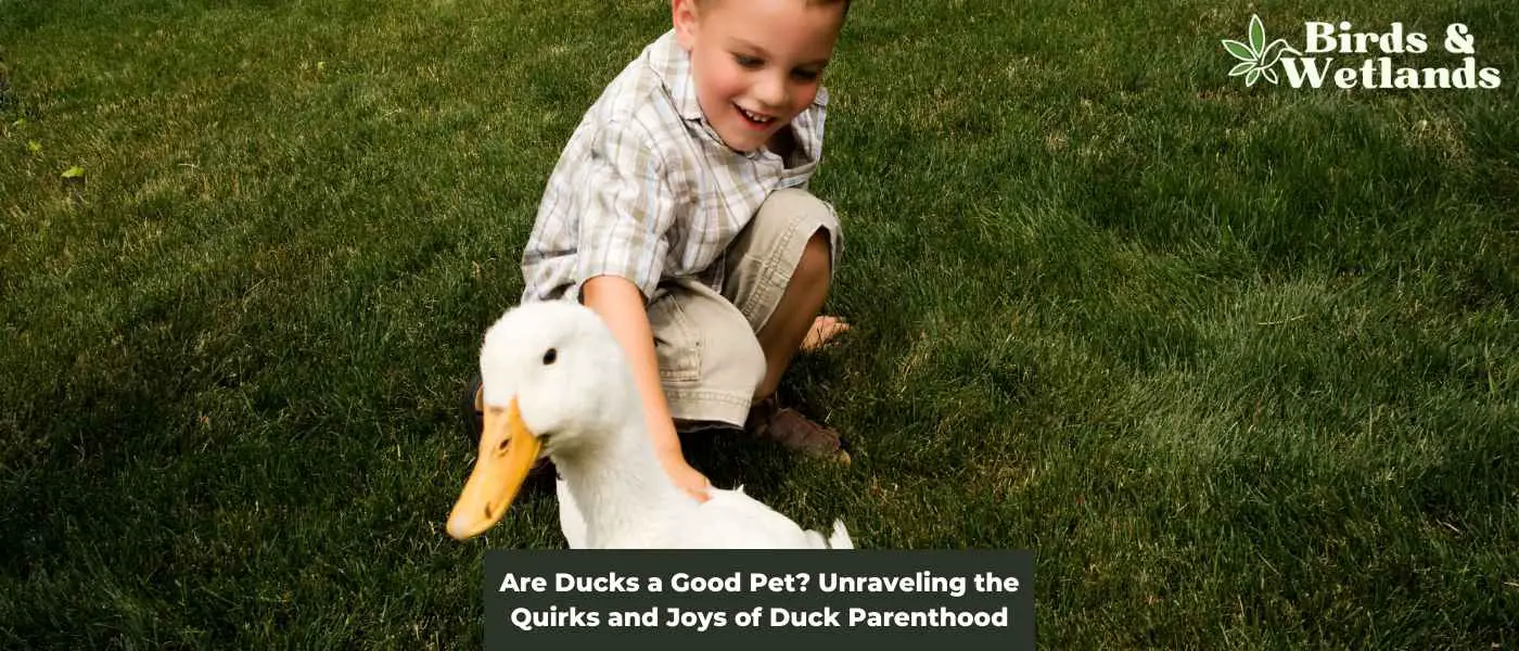 Are Ducks a Good Pet? Unraveling the Quirks and Joys of Duck Parenthood