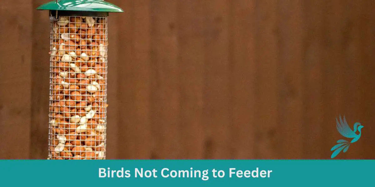 Birds Not Coming to Feeder
