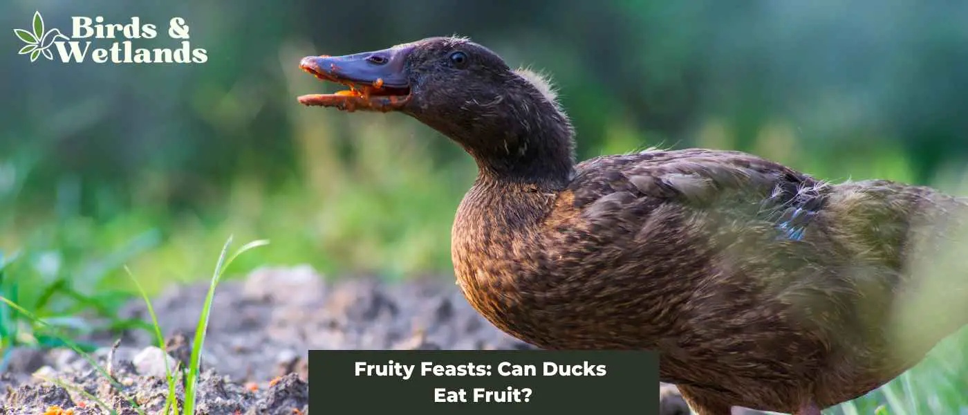 Fruity Feasts: Can Ducks Eat Fruit?