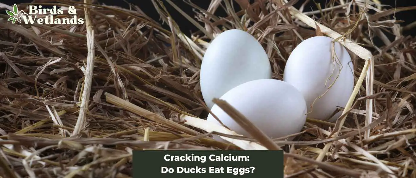 Cracking Calcium: Do Ducks Eat Eggs?