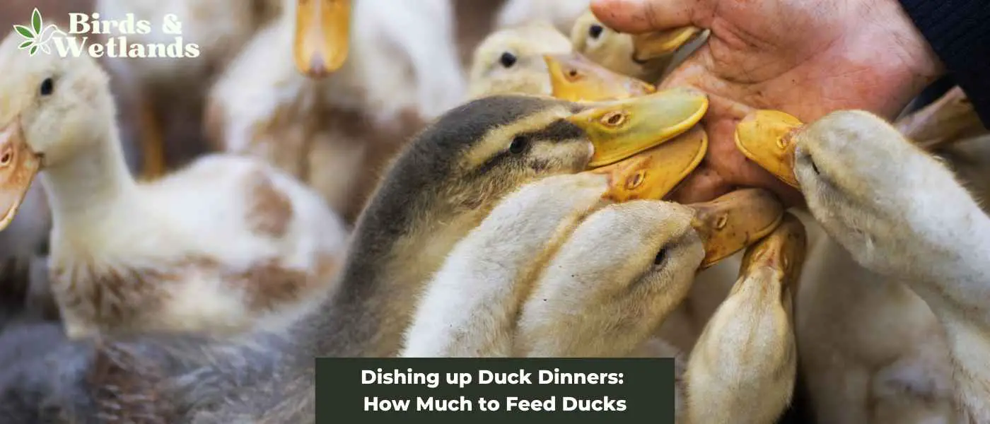 Dishing up Duck Dinners: How Much to Feed Ducks
