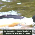 Do Ducks Have Teeth? Exploring the Unique Anatomy of Ducks