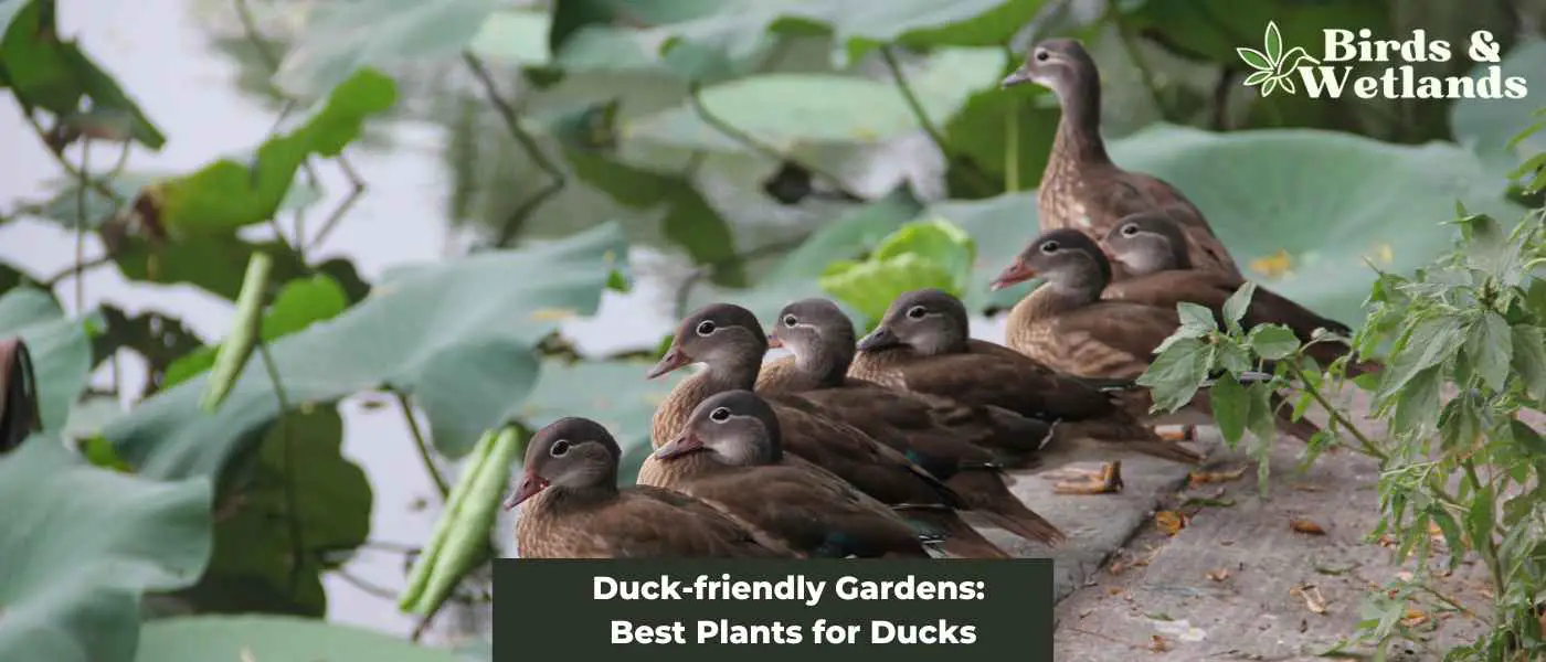 Duck-friendly Gardens: Best Plants for Ducks