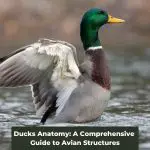 Ducks Anatomy: A Comprehensive Guide to Avian Structures