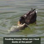 Feeding Frenzy: What can I feed ducks at the pond?