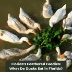 Florida’s Feathered Foodies: What Do Ducks Eat in Florida?