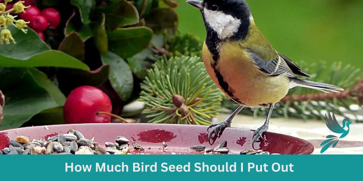 How Much Bird Seed Should I Put Out