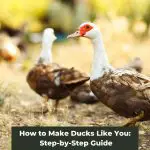 How to Make Ducks Like You: Step-by-Step Guide