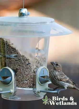 How to dry out wet bird seed