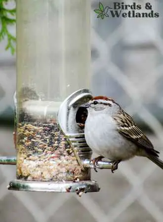 How to keep bird seed dry