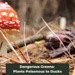 Dangerous Greens: Plants Poisonous to Ducks