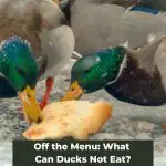 Off the Menu: What Can Ducks Not Eat?