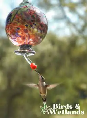 Protecting hummingbird health