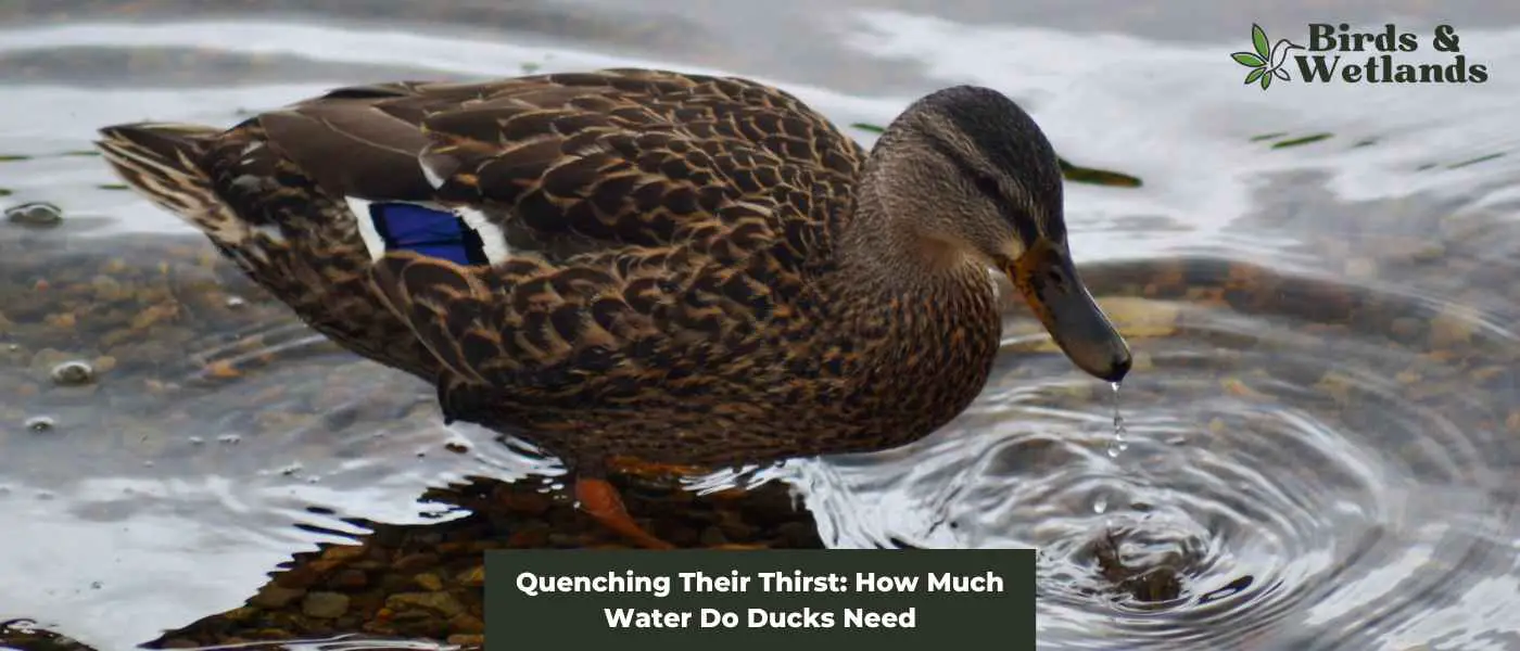 Quenching Their Thirst: How Much Water Do Ducks Need