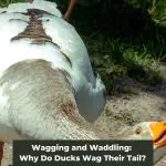 Wagging and Waddling: Why Do Ducks Wag Their Tail?