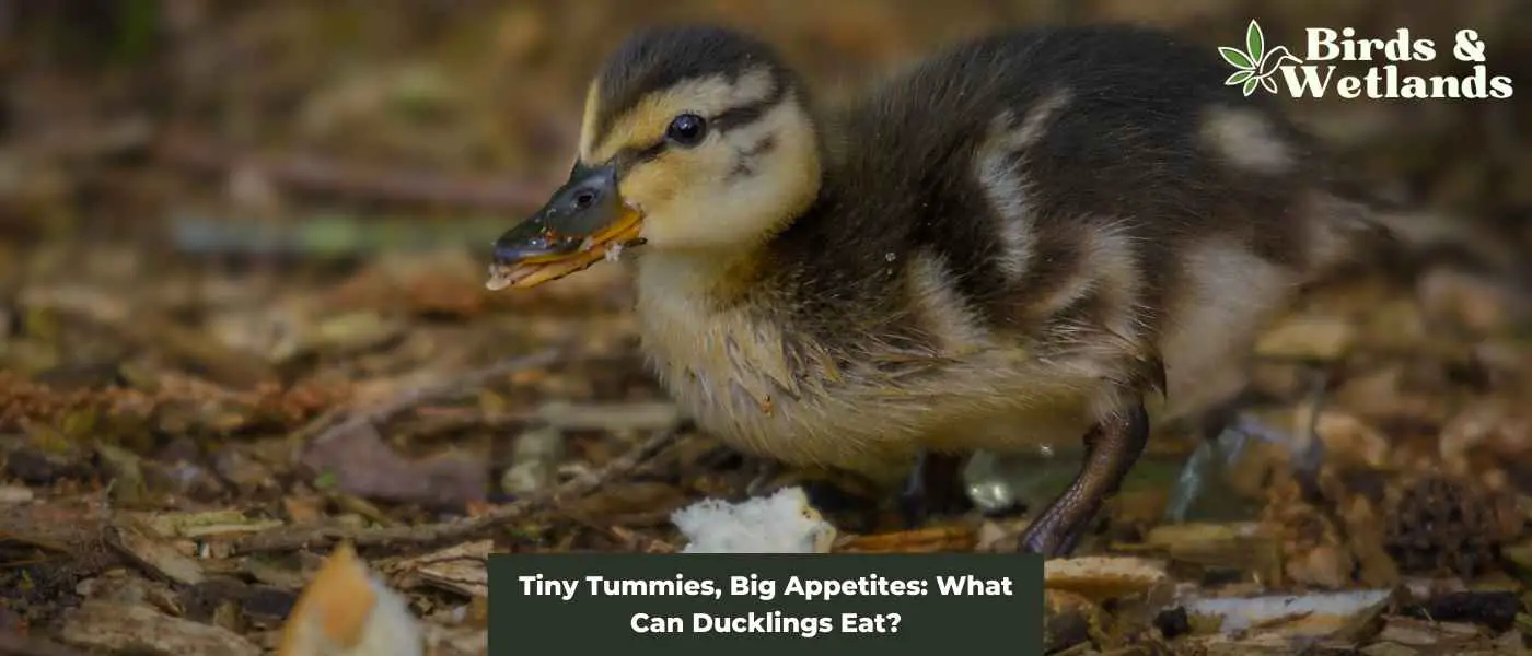 Tiny Tummies, Big Appetites: What Can Ducklings Eat?