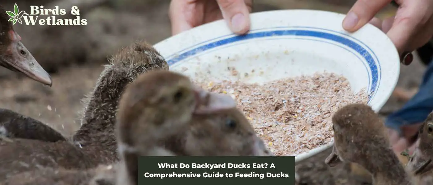 What Do Backyard Ducks Eat? A Comprehensive Guide to Feeding Ducks