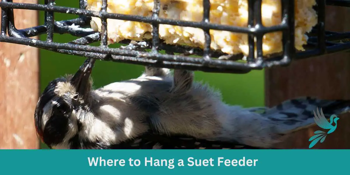Where to Hang a Suet Feeder