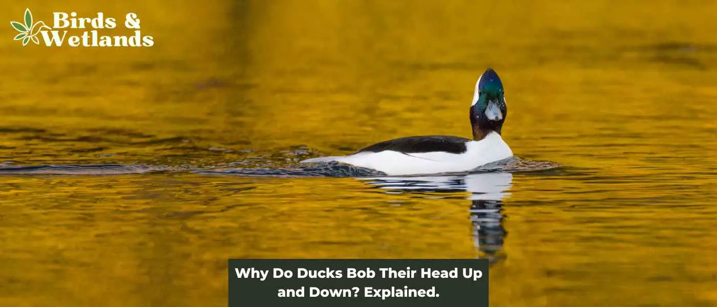 Why Do Ducks Bob Their Head Up and Down? Explained.