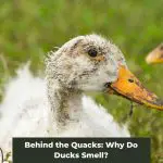 Behind the Quacks: Why Do Ducks Smell?