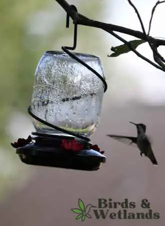 Why you should clean hummingbird feeders