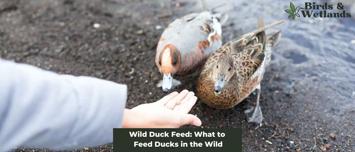 wild-duck-feed-what-to-feed-ducks-in-the-wild-birds-wetlands