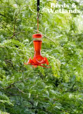 hummingbird feeders in the shade