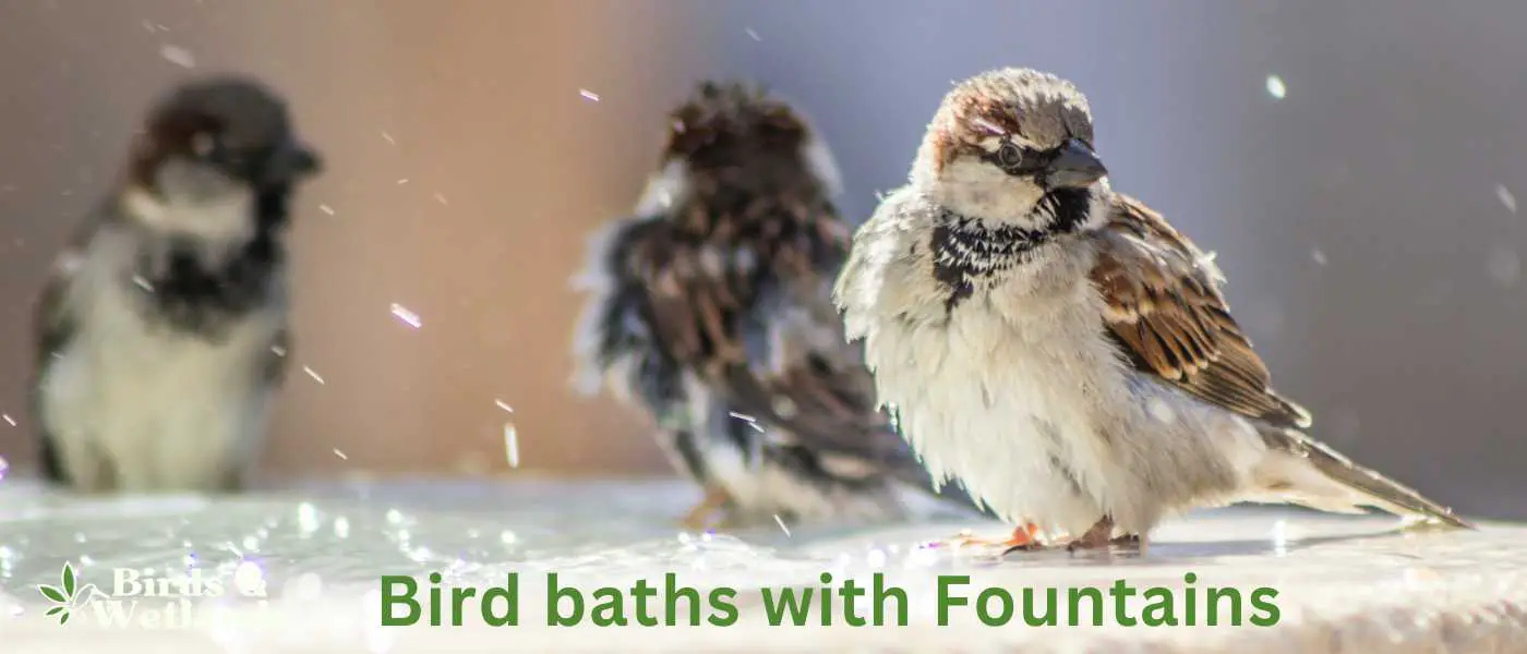 Birdbaths with Fountains