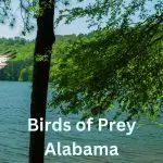 Exploring Birds of Prey in Alabama (19 Species)