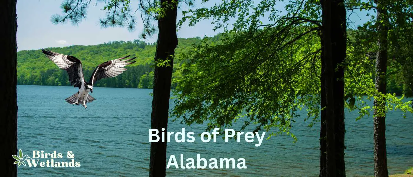 Birds of Prey Alabama