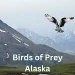 20 Birds of Prey in Alaska (+ Photo Guide)