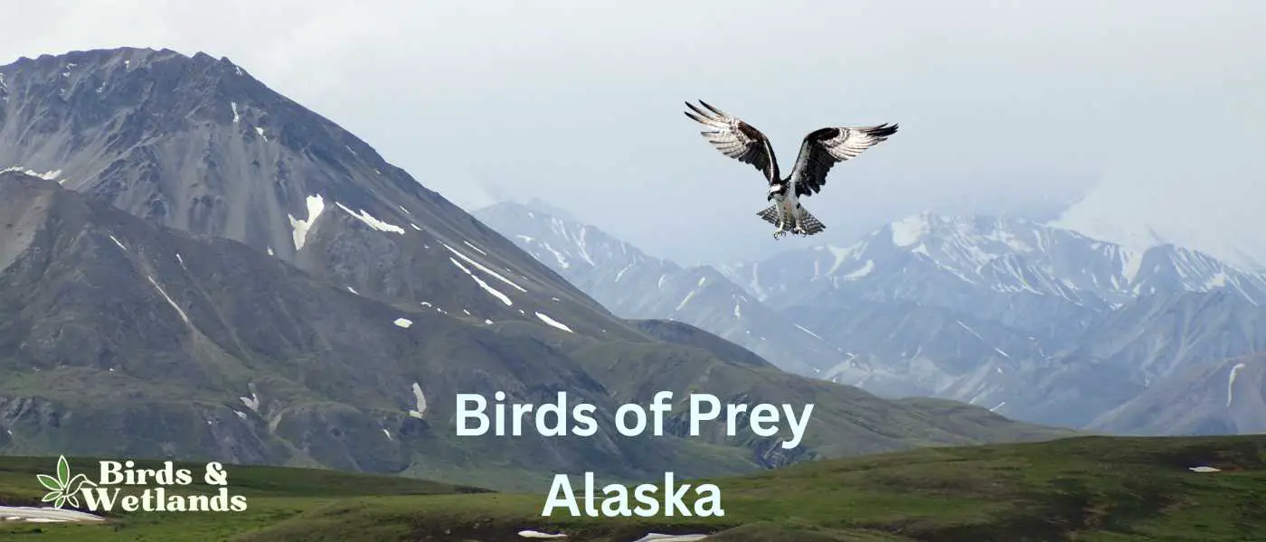 Birds of Prey in Alaska Denali National Park