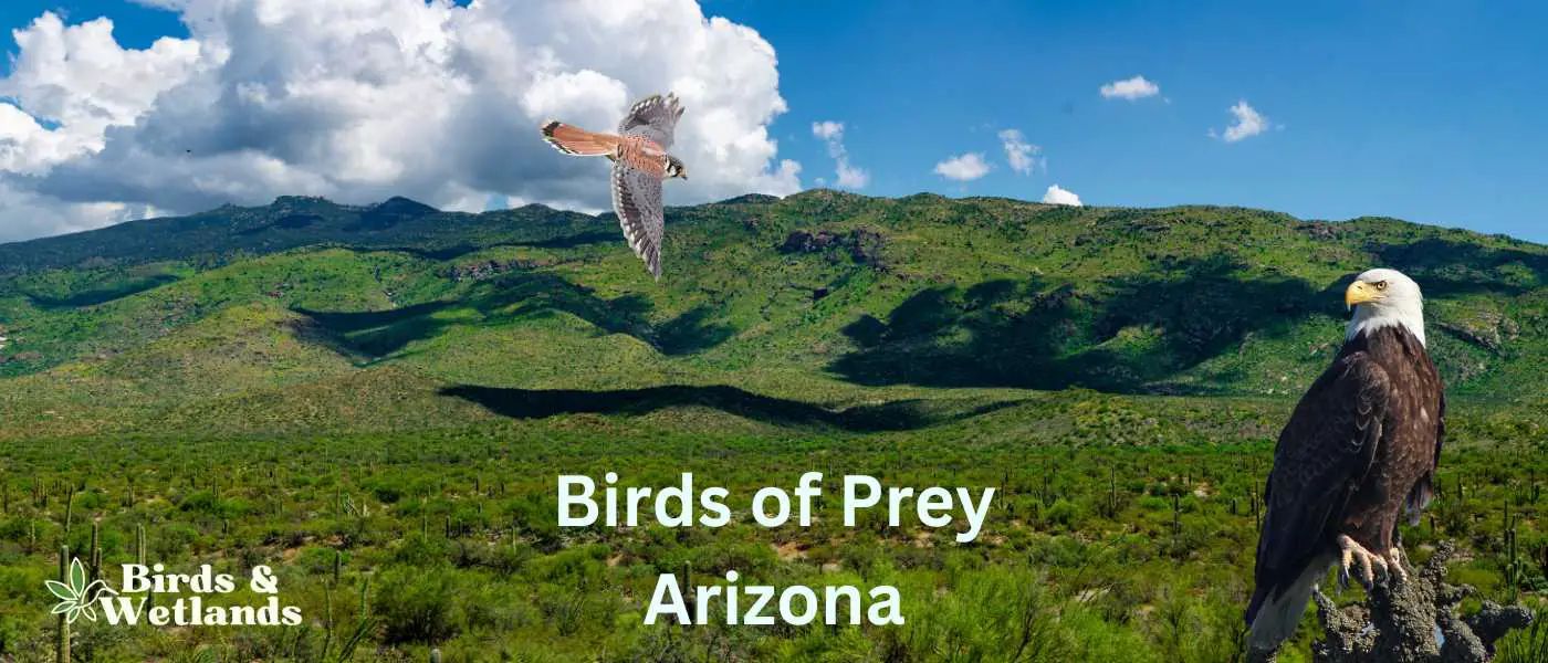 Birds of Prey in Arizona (23 Magnificent Species)