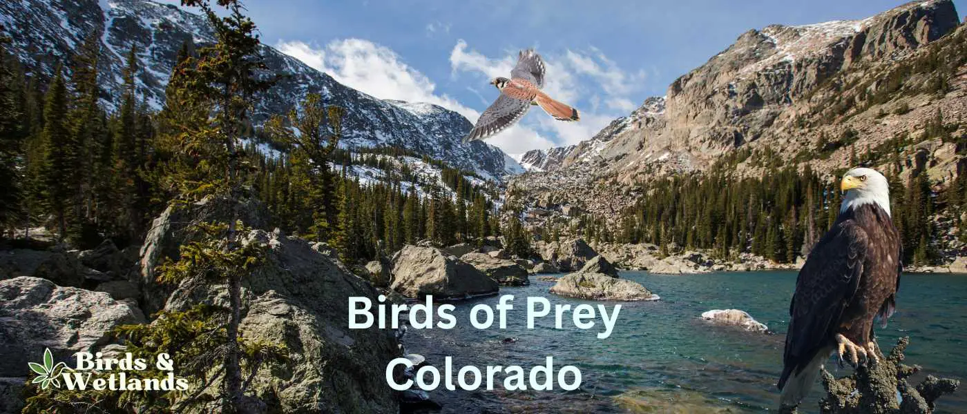 Rocky Mountain National Park Birds of Prey Colorado