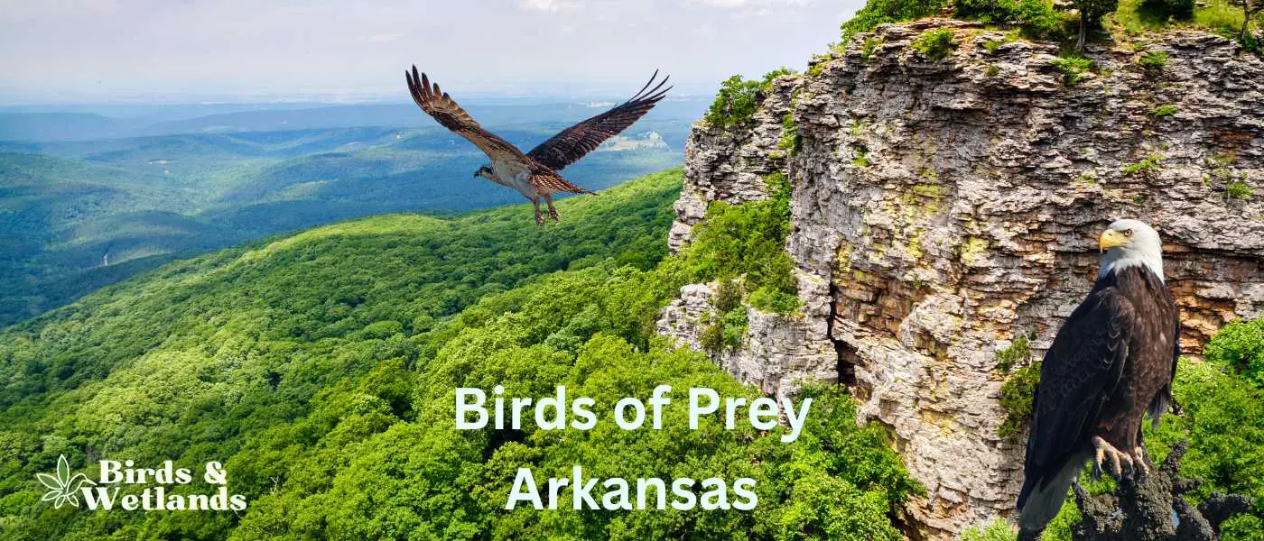 Mount Magazine State Park Birds of Prey in Arkansas
