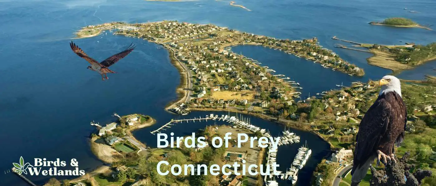 Birds of Prey in Connecticut
