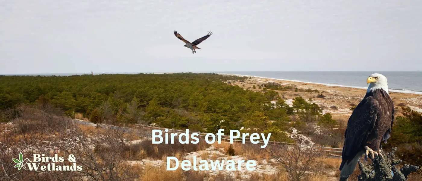 Cape Henlopen State Park Birds of Prey in Delaware