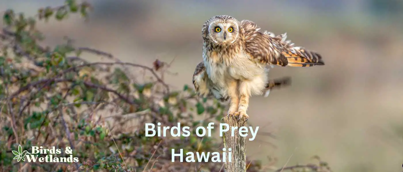 Birds of Prey in Hawaii (2)