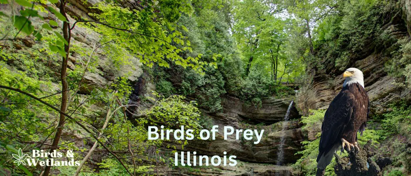 Birds of Prey in Illinois