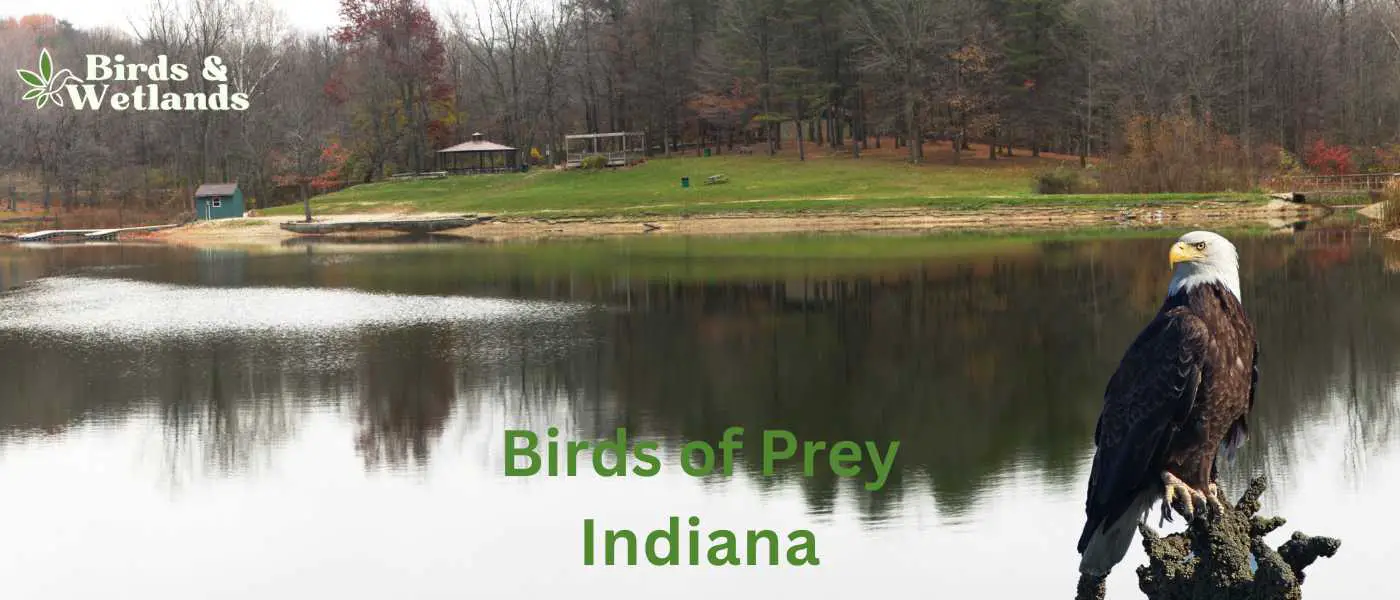 Birds of Prey in Indiana