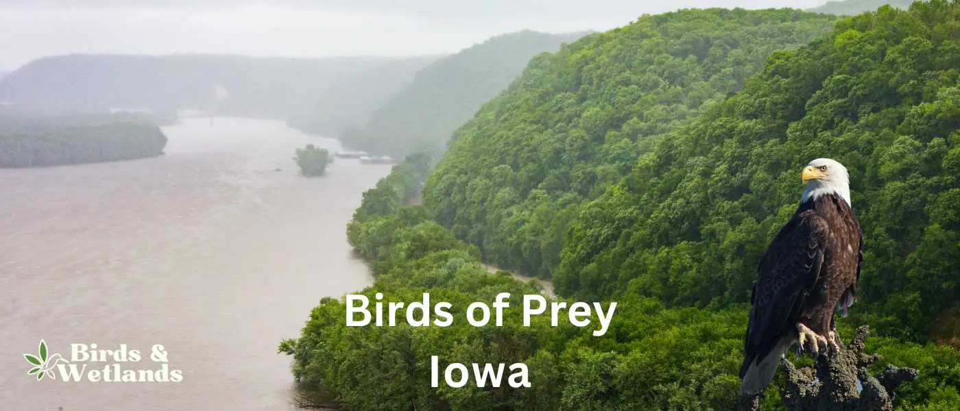 Birds of Prey in Iowa